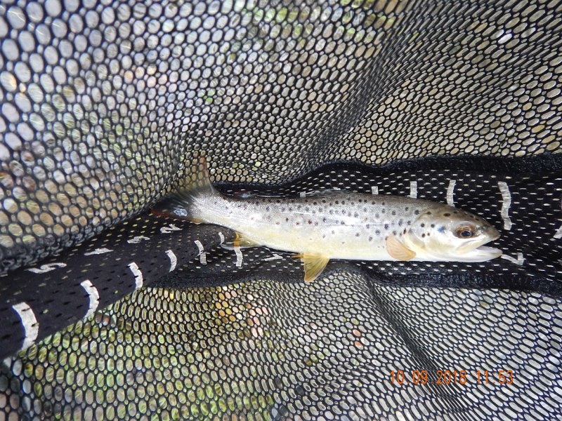 $Spring Creek003$.jpg - I did land this lonely brown trout.