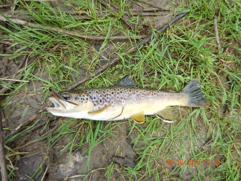 $Spring Creek007$.jpg - Nice brown on a streamer.