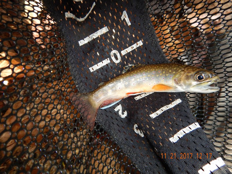 DSCN2783.jpg - This fish this trip were unusually pretty.  I know, it's the time of the year...mating and all.  But, they were still colorful.