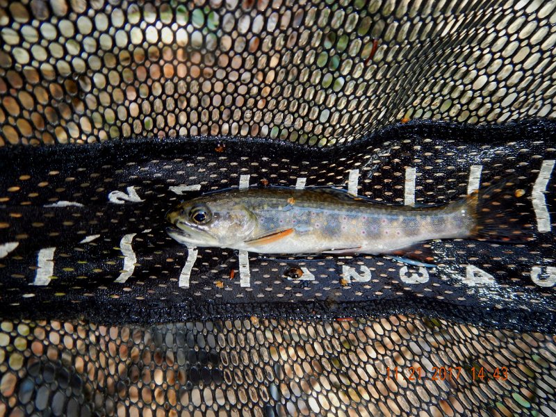 DSCN2801.jpg - Most all of the trout were nice size....for wild brookies, that is.