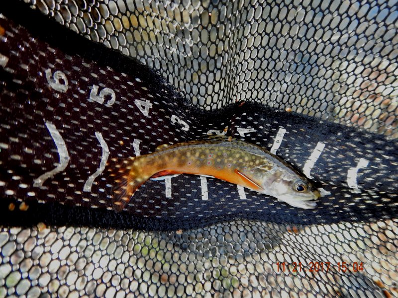 DSCN2803.jpg - This 6 incher came from that spot.