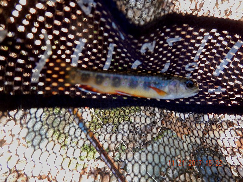 DSCN2808.jpg - This was one of the smaller ones for the day.  Check the large eyes!