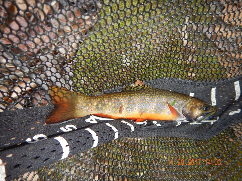 DSCN2894.jpg - This looks to be an adult fish. The gill plate is worn and the mouth is really dark. Has a little size to it as well.  Think this one went about 8 inches.