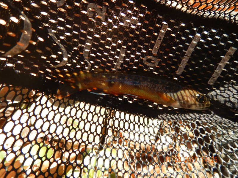 DSCN2898.jpg - And this pretty one.  To bad the sun ruined the colors on this fish, it was really pretty.