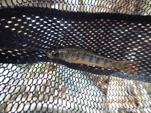 DSCN1848.jpg -                      All of the fish were pretty.  Some more so than others.          