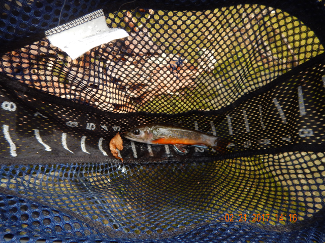 DSCN1851.jpg -                                Gary got this beauty.  