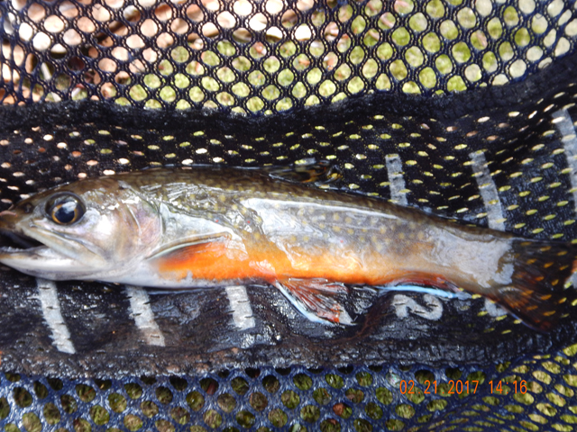 DSCN1852.jpg -                              Here is the same fish up close.  The camera just doesn't do the fish colors justice. 
