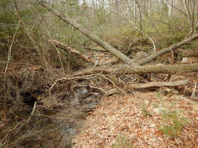DSCN1861.jpg -                                Walking in the stream wasn't much better.  Log jams like this one were difficult to crawl over.