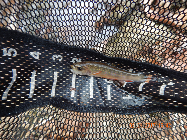 DSCN1865.jpg -                                We caught a few more but from this point on, it was difficult to show who caught what.