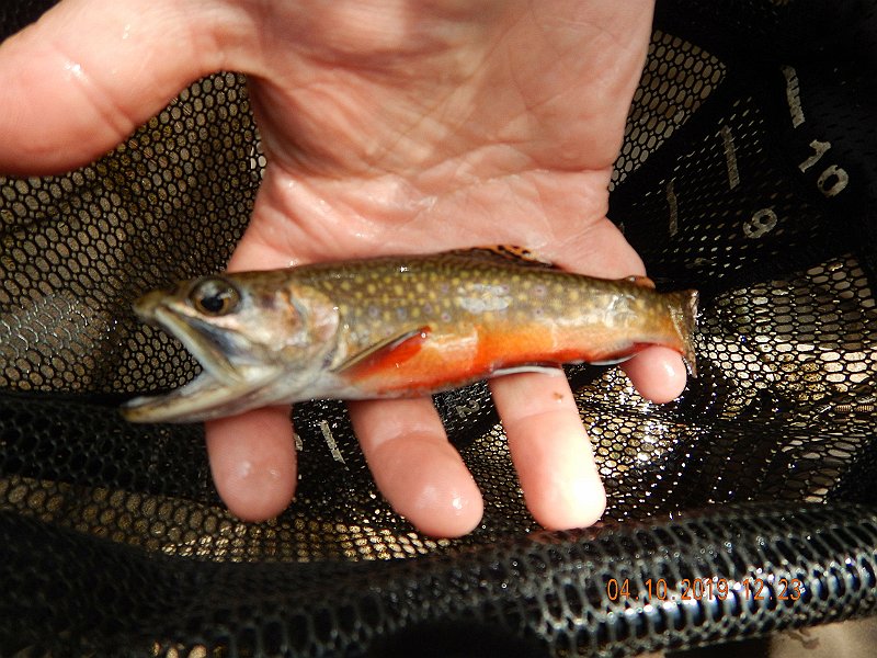 $StoneCabin2008$.jpg - Not real big but real pretty.  Colors on some of these fish were really amazing.