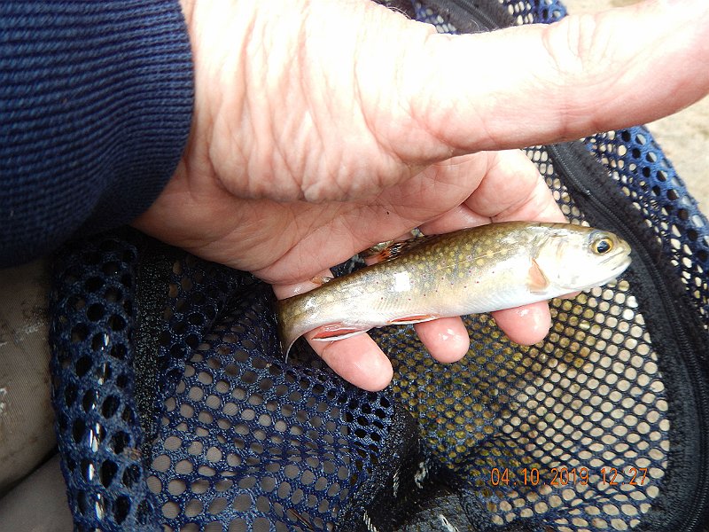 $StoneCabin2010$.jpg - Looks like a little girl but it's a fish and we'll take it.