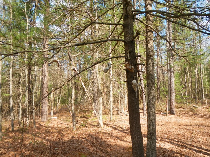 $StoneCabin3005$.jpg - Last pic.  Folks hanging deer skulls in a tree next to the road.  Why????