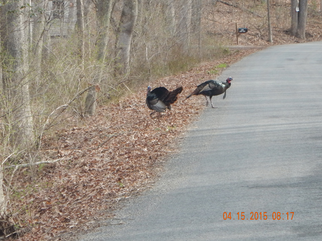 DSCN0229.jpg -                                They didn't seem a bit bothered by my vehicle.