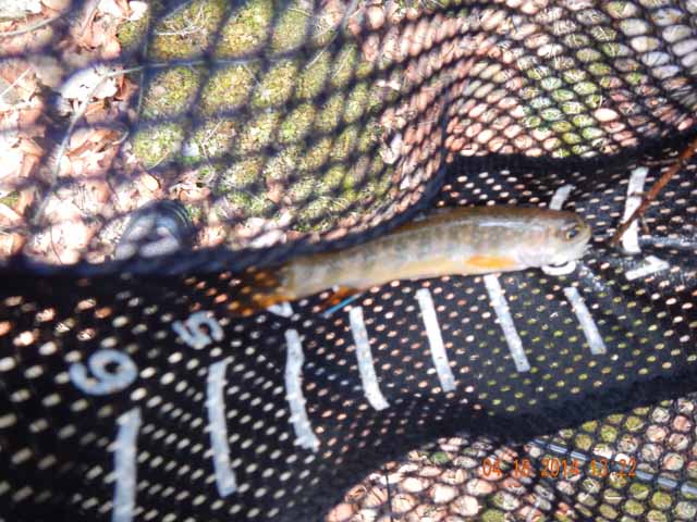 DSCN0490.jpg -                Another one came to the net.               
