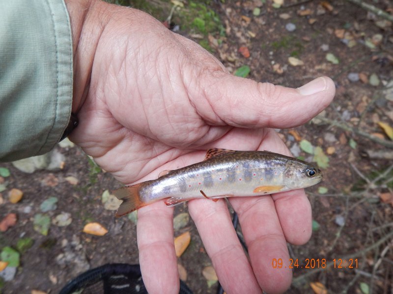 $Stone Cabin010$.jpg - The fish didn't seem to mind the high water at all.