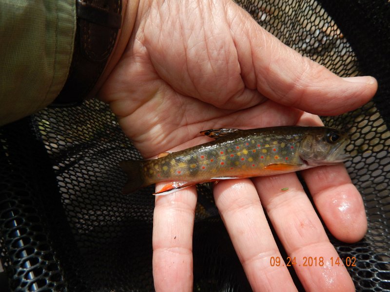 $Stone Cabin030$.jpg - This fish came from the same location.