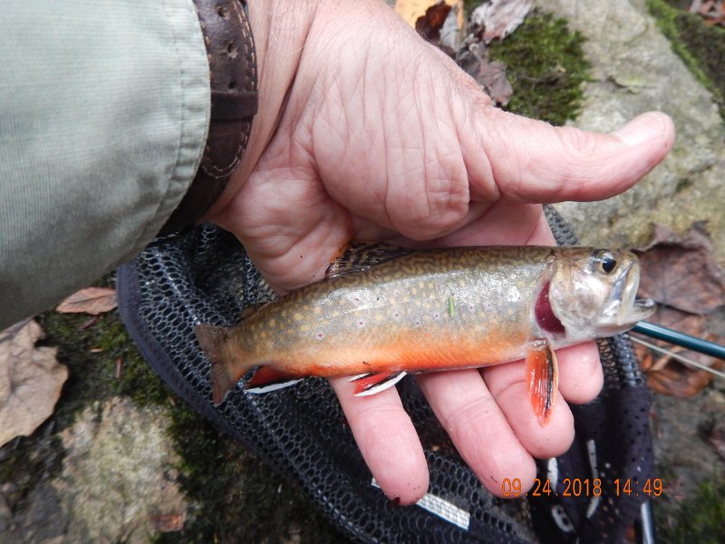 $Stone Cabin040$.jpg - Same fish...I think. 