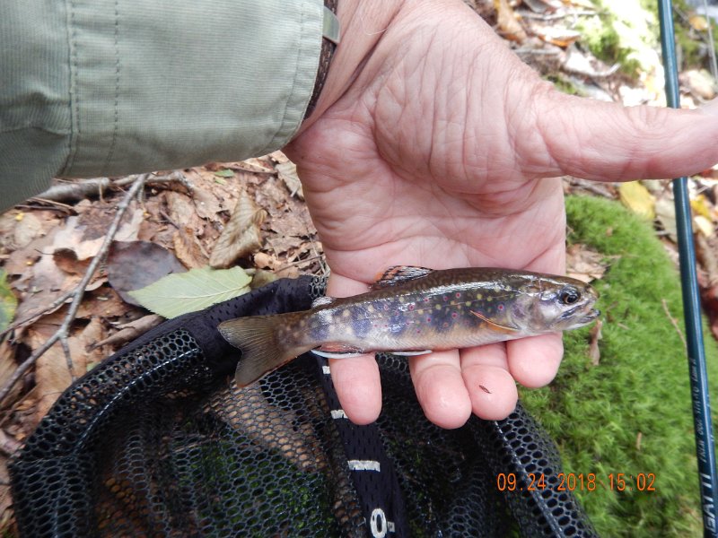 $Stone Cabin044$.jpg - Dark little fish but it fought like a big one.