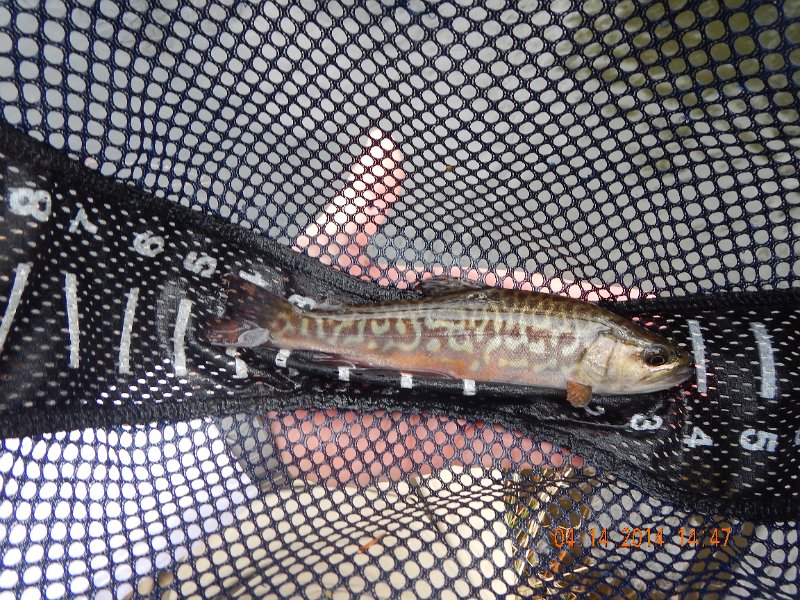 DSCN0471.JPG - Then Gary E. got this amazingly beautiful tiger trout