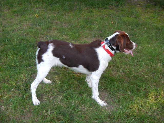080420143.jpg -                              Working on Whoa  (7 mos)
