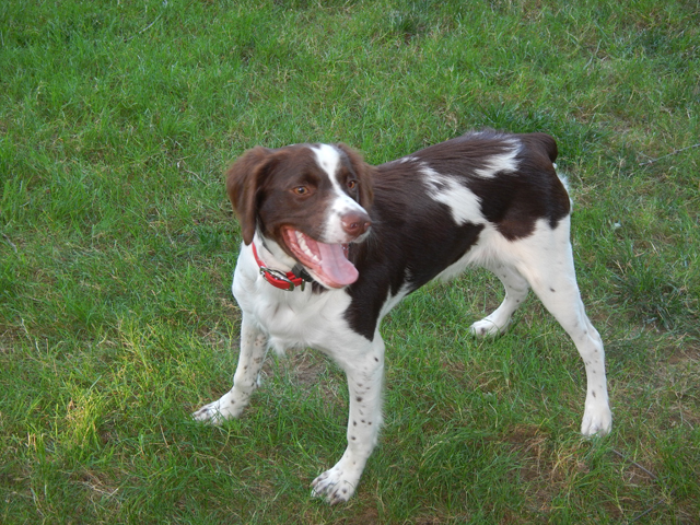 080420146.jpg -                                Warm day and she's losing interest in the training.  Time to stop and grab some water.