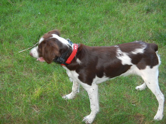 080420147.jpg -                            Watching the wing.    (7 mos)