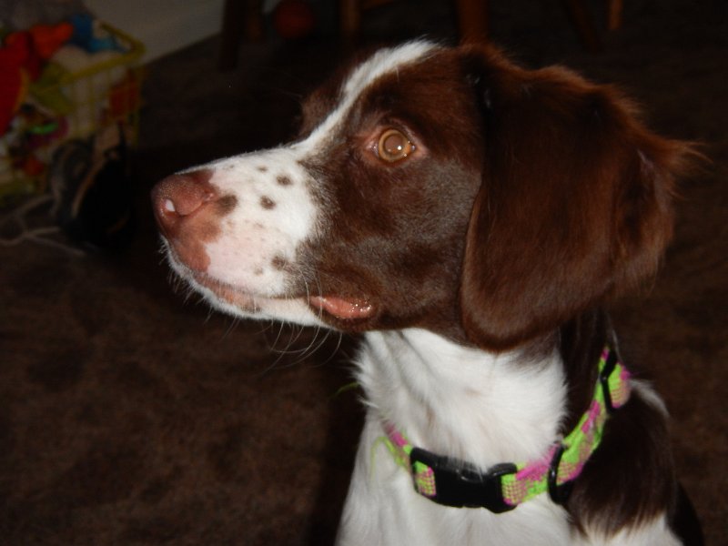 DSCN0296.JPG - No more puppy head. (6 mos)
