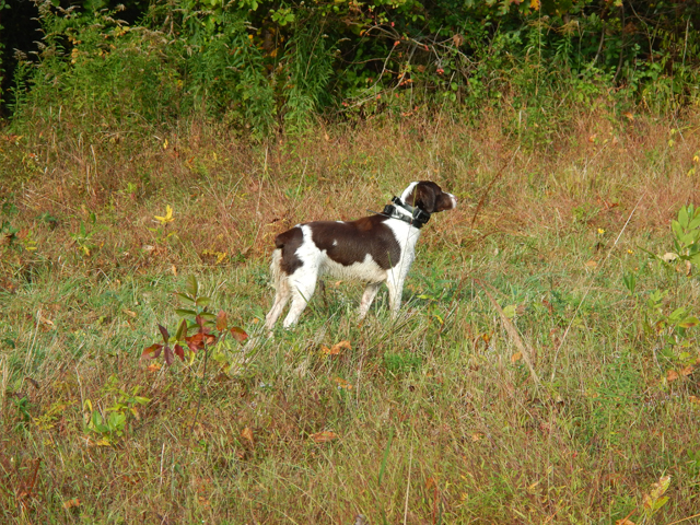 DSCN0534.jpg -                           8 and 1/2 months old.  Pointing in the field.     