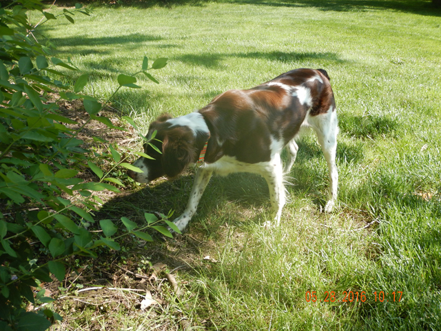 Sunny4.jpg -                                She is now just over 2 years old.  She has a couple of woodcock to her credit as well as a beautiful phesant.  But, we still train every week. Here she is pointing a caged quail.