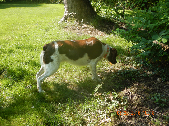 Sunny6.jpg -                                The weather was hot and humid and scenting conditions were poor.  Still, she found the quail and, for once, didn't creep on the bird.