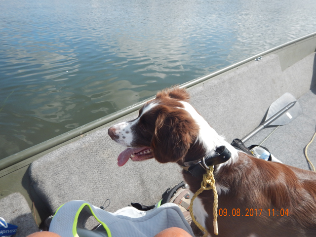 DSCN2561.jpg -                                Sunny went along for the trip.  She was a pain.