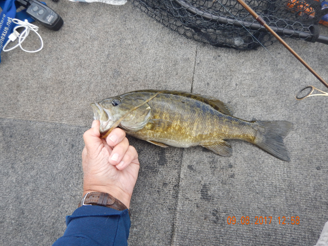 DSCN2572.jpg -                                Didn't get a measurement but it probably stretched, went 14 inches.