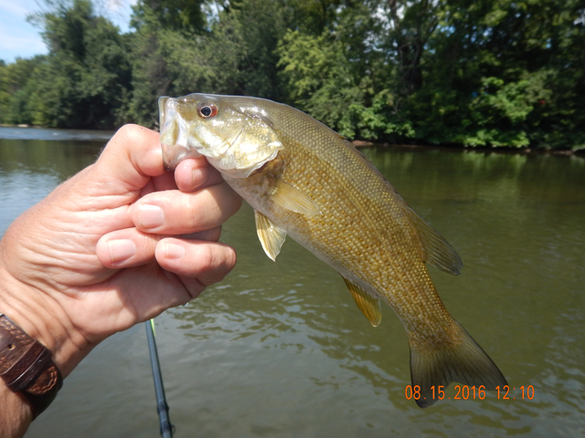 DSCN1614.jpg -                                On a fly rod I'll take fish like this all day long!