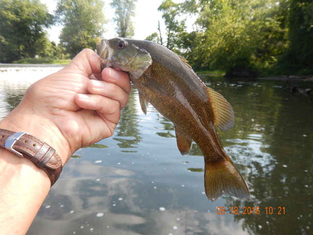 DSCN1633.jpg -  And there were smallies too.                              