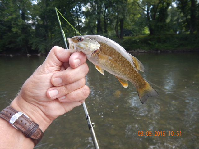 DSCN1597.jpg -                                Caught a couple of little ones.  All on fly rod today.