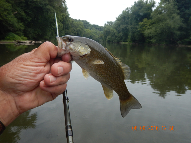 DSCN1601.jpg -                                Got some on the surface but most wer hugging the bottom.
