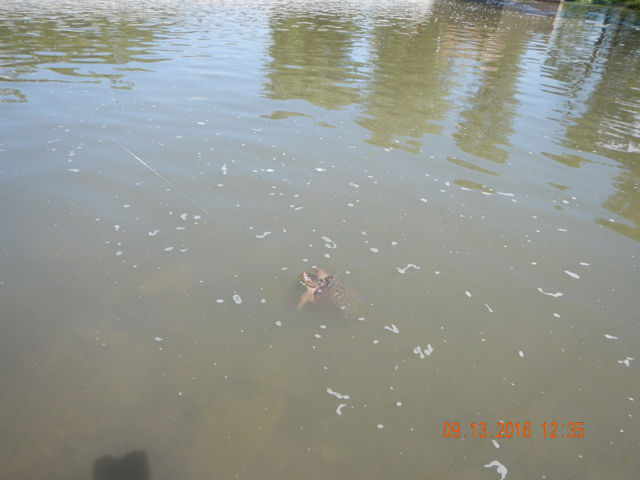 DSCN1664.jpg - As he brought it in, it became abundantly clear that it wasn't a fish.                               