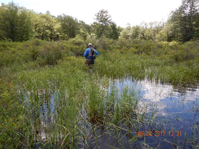 DSCN2128.jpg -                                Now, we went to Kissler.  This was supposed to be a previously designated Brook Trout Enhancement Stream.  Had to wade through this bog just to get to the stream.  The stench was ugly.  I did miss one trout here though.