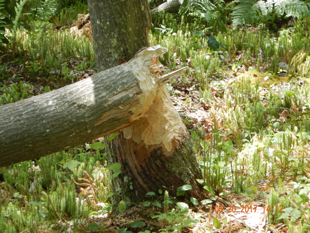DSCN2130.jpg -                                Two fresh choppings show the beavers are active.  Aren't pelts worth anything any more?