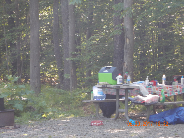 DSCN2136.jpg -                                Saw more bear this week than I have seen in Potter County in 30 years.  Here's one leaving a neighboring camp site.