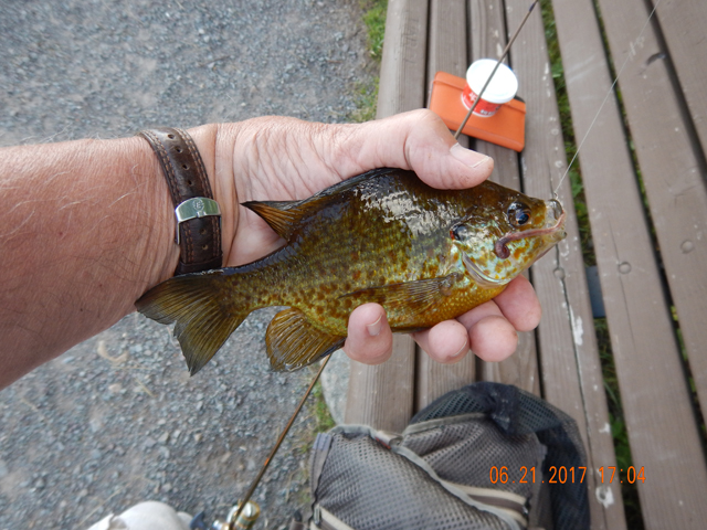 DSCN2147.jpg -                                So, it was back to the lake and warm water fish.  Sunnies were accomodating.