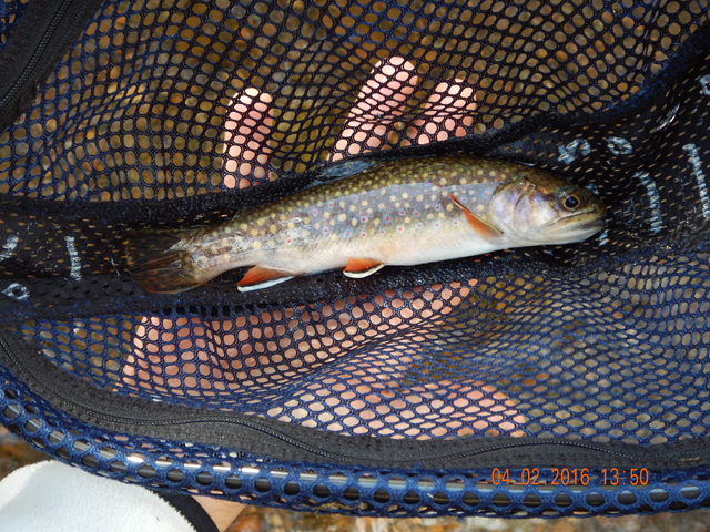 DSCN1003.jpg -                                Then Dave hit this beauty. Maybe not the longest but certainly the heaviest of the ones we caught.