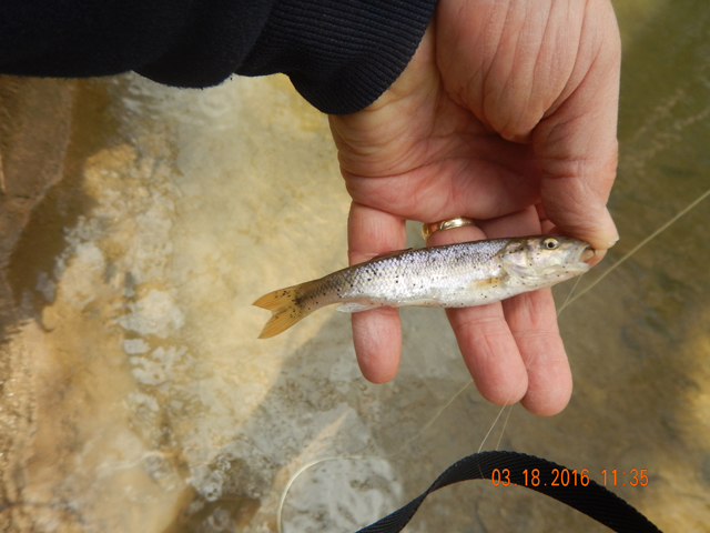 DSCN0866.jpg -                                Another speckled.  Stream is filled with these little guys.