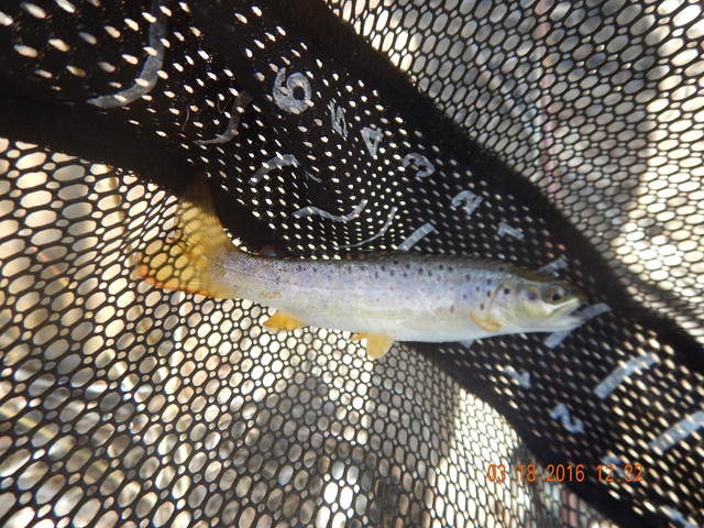 DSCN0867.jpg -                                Then, by golly, one of the brown trout that are supposed to be in this stream.  In about 4 hours, this was the only real trout we got at Willow.