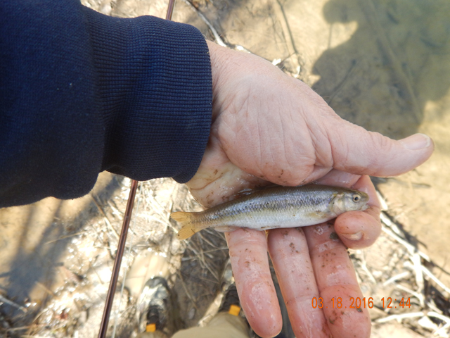 DSCN0869.jpg -                                Again, no shortage of junk fish.
