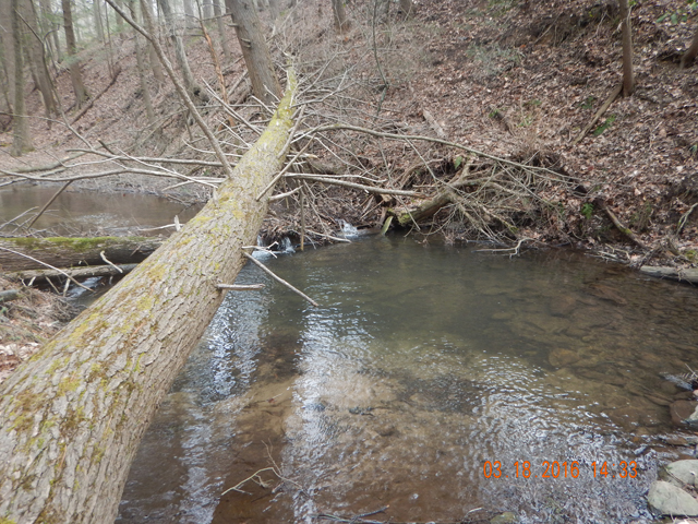 DSCN0873.jpg -                                Even the stream looks more inviting...for us and for the trout.