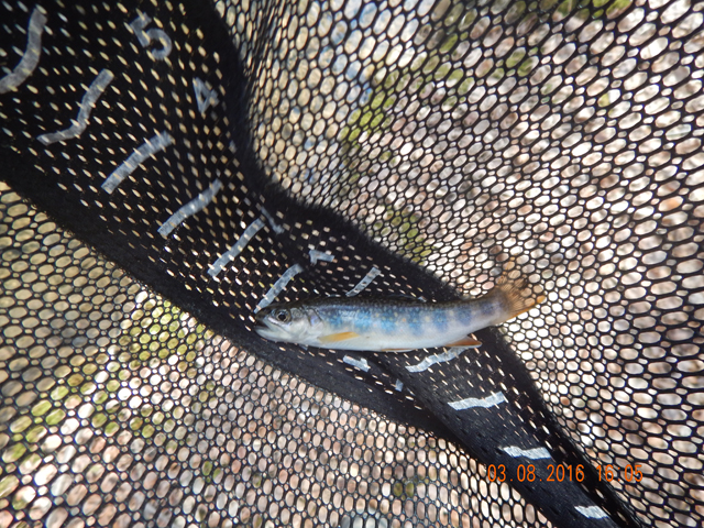 DSCN0854.jpg -                                So, we went to Laurel.  And, without much effort, caught a couple of brookies.