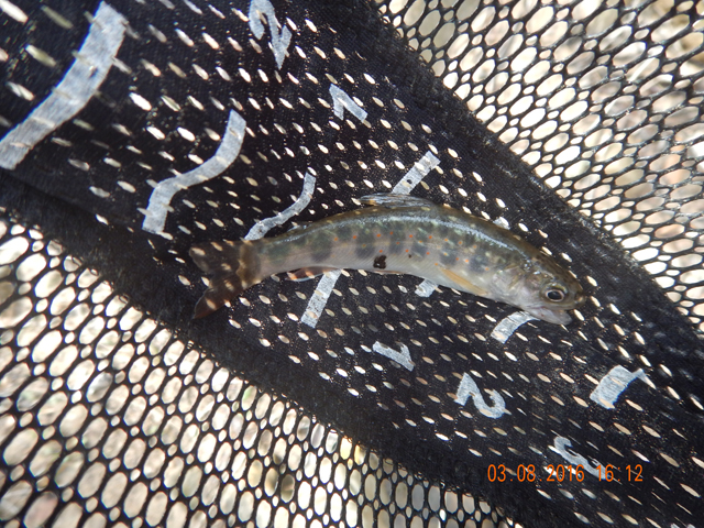 DSCN0857.jpg -                                Then I got another brook trout.