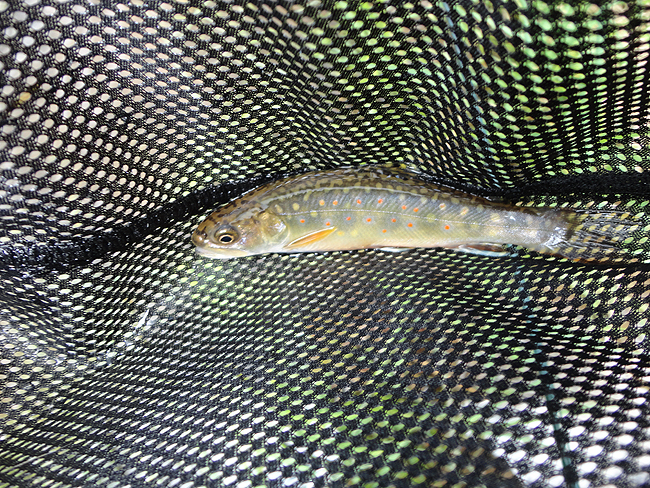 DSC00082001.jpg - Close up of dave's brookie
