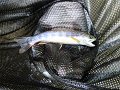DSC00095001